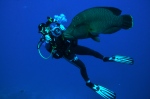 Diving in tropical water