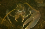 A Zeeland lobster